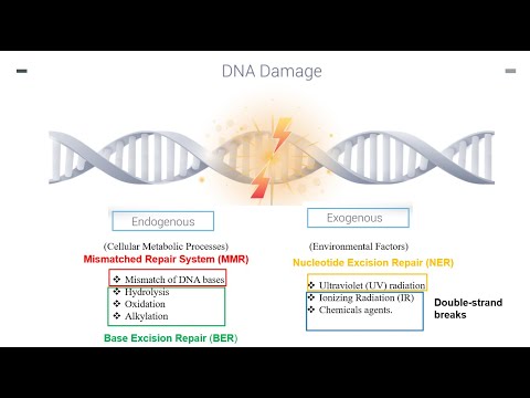 DNA Repair Mechanisms Part 1