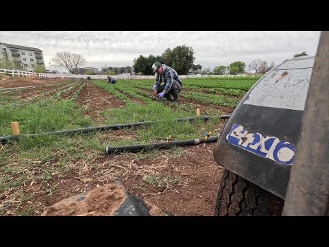 USDA halts two food programs impacting local food access for schools, food banks