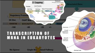 Transcription In Eukaryotes