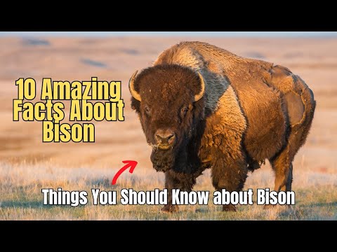 🏆 10 Amazing Facts About 🦬 Bison History of The American Buffalo 🇺🇸 🐃 Meet The American Bison❗