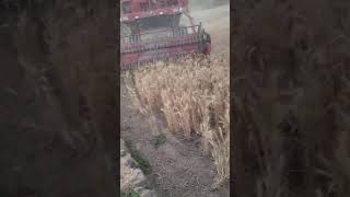 wheat harvesting #shortvideo