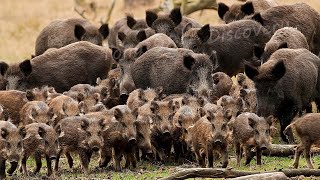 How American Farmers Deal With Millions Of Wild Animals - Farming Documentary