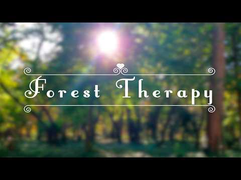 Healing Forest Ambience 🌲Fresh Morning Healing Frequency & Birds Singing 🌲Positive Energy Meditation