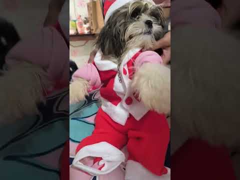 #christmas #support #viralshort #success#youtubeshorts #youtubevideo #puppy