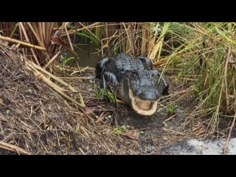 Wildlife officials seeing growing number of alligators in Chattahoochee – and they’re staying