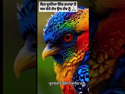 #waheguruji #viral #goldentempleji #shortvideos #viral #nature #wildlife #birds #colors #trending