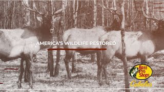 America's Wildlife Restored