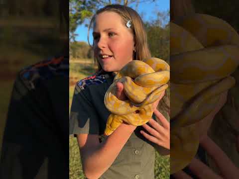 This absolute beauty is my Reticulated Python - how awesome are his colors! 🐍🌍