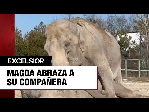 La elefanta Magda abraza a su compañera fallecida tras 20 años juntas.