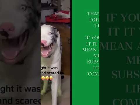 🐶🐕A Very Scared Dog  #shorts #funnyworld #funnyvideo