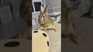 #funnyvideo #animals #funnyworld #pets