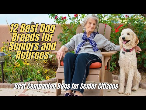 🔥12 Best Dog Breeds for Seniors and Retirees 🐶 Best Companion Dogs for Senior Citizens 🦮