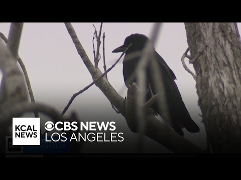 Westchester neighborhood concerned as someone continues to shoot, kill crows