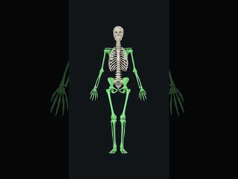 Axial and Appendicular skeleton: #anatomy #humananatomy #skeleton  #3danatomy