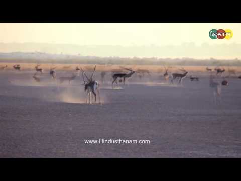 Tal Chhapar Sanctuary Churu #Rajasthan