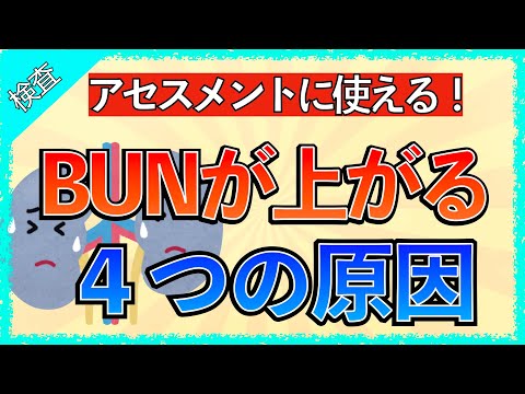 イラストで学ぶ医学！「BUNが上昇する４つの原因とは」腎機能低下/消化管出血/脱水/感染で尿素窒素が高値になる理由