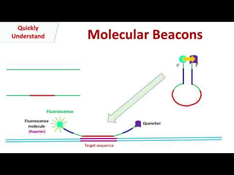 Molecular Beacons