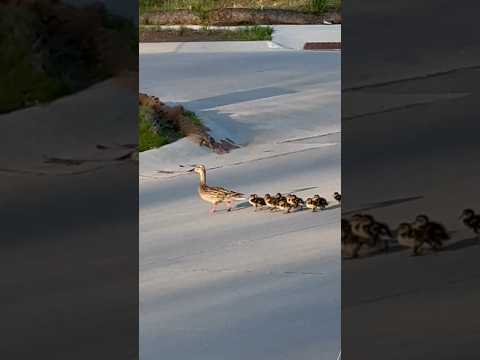 Duck’s family! 🥰 #song #shorts #youtubeshorts #usateluguvlogs