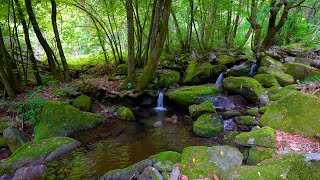 Forest Ambience, Water Sounds, Birds Singing, ASMR