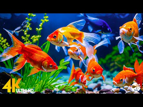 Aquarium 4K VIDEO (ULTRA HD) 🐠 Beautiful Coral Reef Fish - Healing Music for Relieving Stress #21