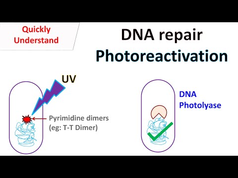 DNA repair Photoreactivation