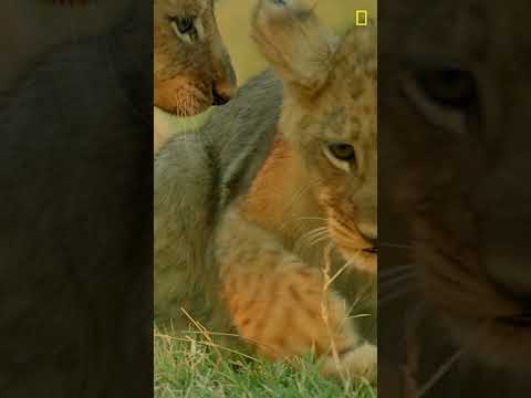 These Baby Lions just can't wait to be kings! 👑 🦁 #BabyLions #BabyAnimals #NatGeoKids