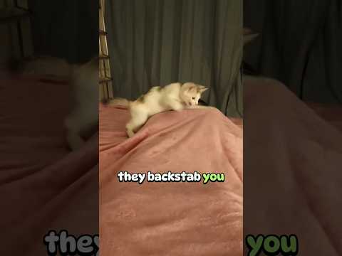 LET THEM GO! 🤣 #catmemes #cat #funnycats #funnyvideo #viralcatsshorts #pets #letthemgo #nikki