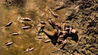 Egg Invasion: Mutant Fry Swarm Devour Fisherman