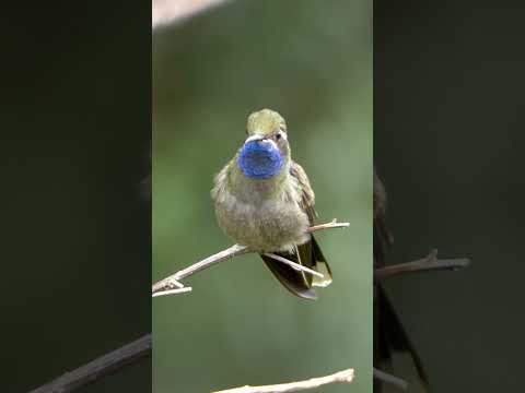 Blue-throated Mountaingem #shorts #hummingbird