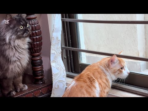 Tabby & the Maine coon not liking the little kittens. Watch their reaction & adorable kittens