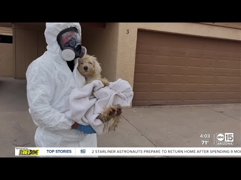 Woman arrested, several pets rescued from unsafe conditions after Phoenix apartment fire