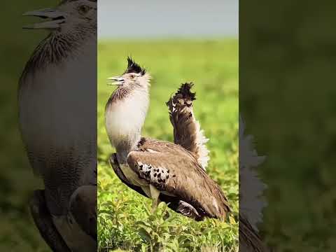 The Kori Bustard (Ar deotis kori) is one of the heaviest flying birds #blackcondor #birds #ytshorts