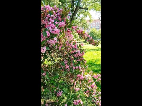 flowering bushes #city #spring #park