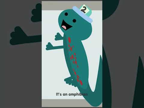 Salamander is NOT a number (it's an amphibian)! #salamander #amphibians #dancinganimals