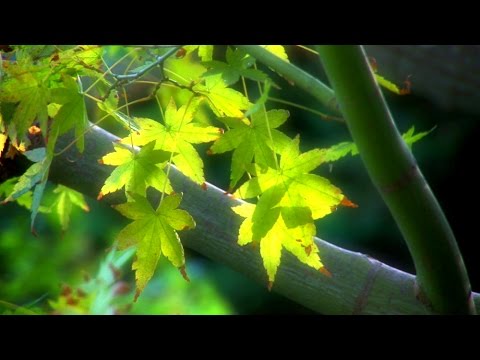 Zen Garden - Tranquility Meditation, Relaxation, Mindfulness