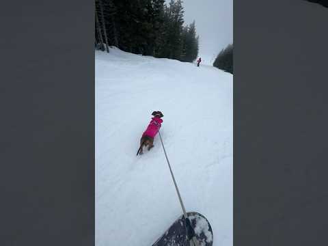 #snowboarding #snowboard #dog #dogrunning #running #dogrun #dogshorts #dogs #fast #life #life style