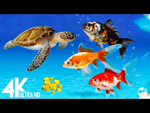 Aquarium 4K VIDEO (ULTRA HD) - Beautiful Coral Reef Fish - Sleep Relaxing Meditation Music