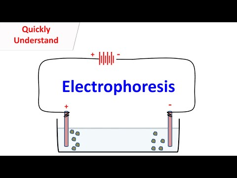 Electrophoresis