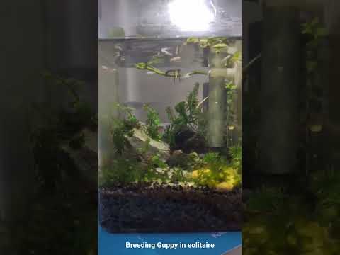 Home breeding guppy in solitaire #aquarium #aquascape #guppy #breeding