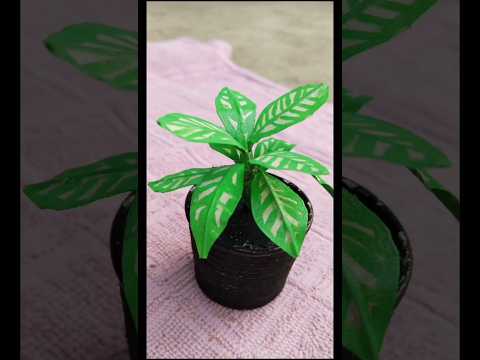 Diy miniature artificial plant|mini plant#youtubeshorts#shorts#minecraft#artshorts#diy#plants#craft