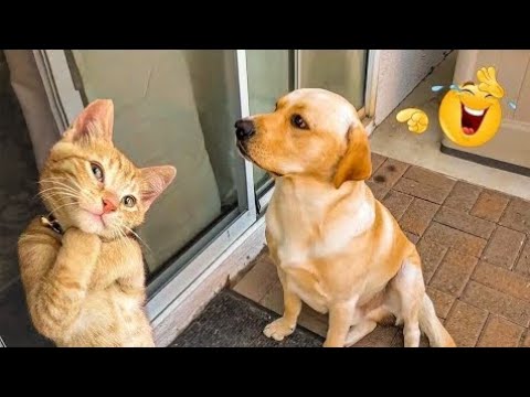 The_Funniest_Cats_and_Dogs_Clip😼🐶__Try_Not_To_Laugh😜 | Old version but Gold version #02