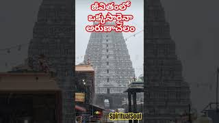 అరుణాచలేశ్వరాయ నమః#tamil#ytshorts #shorts #telugu #viralvideo #trending #video #reels#india #om #god