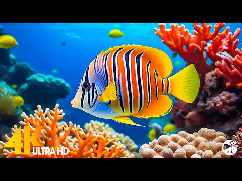 Aquarium 4K - Collection of the most beautiful fish under the sea cared for at the aquarium