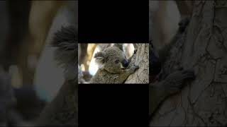 Koalas: The Sleepiest Creatures on Earth! #wildlife #funny #animals #koala #documentary #wild #lion