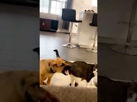 Funniest Animal Videos 😆 Try Not To Laugh Cats And Dogs 🤣 #funny #funnyvideo #viralvideo #shorts