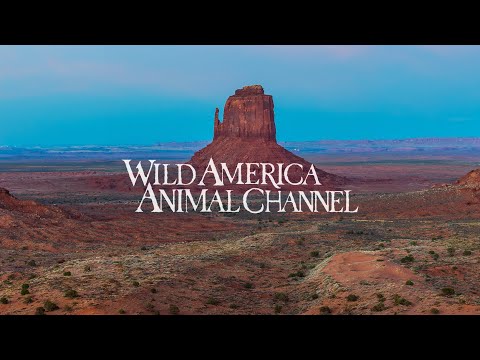 Love Animals? Welcome To ‘Wild America Animal Channel’