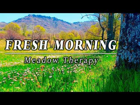 Fresh Morning ˚.🌲🌼 Healing Frequency Spring Sounds ˖𓍢ִ໋🌼🍃🌼 Nature Therapy Peaceful Meadow Ambience