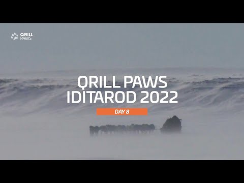 Iditarod Highlight | DAY 8 | QRILLPAWS 2022