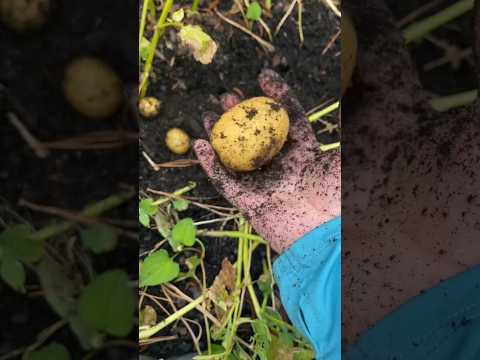 First time harvesting potatoes 🥔 in my garden| lân đầu tiên thu hoạch khoai Tây #happy #firsttime