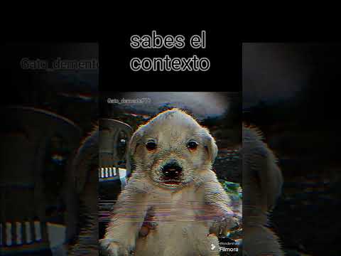 sabes el contexto #edit #perro